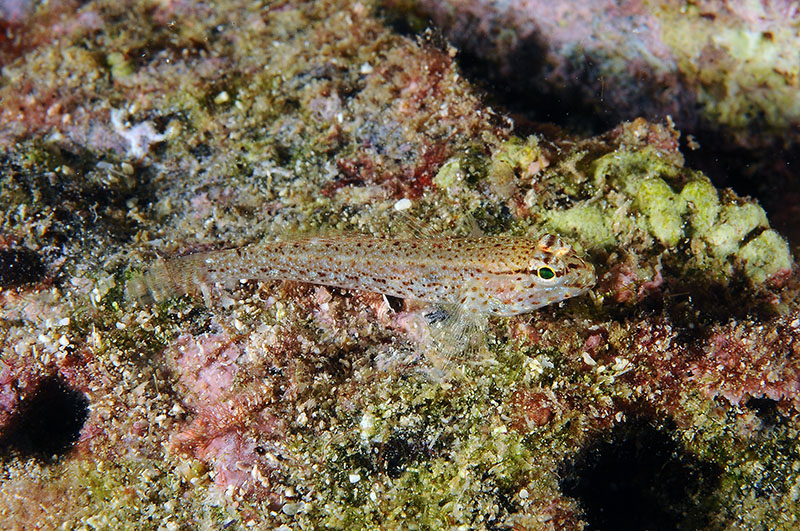 Gobidi di sabbia dell''Asinara